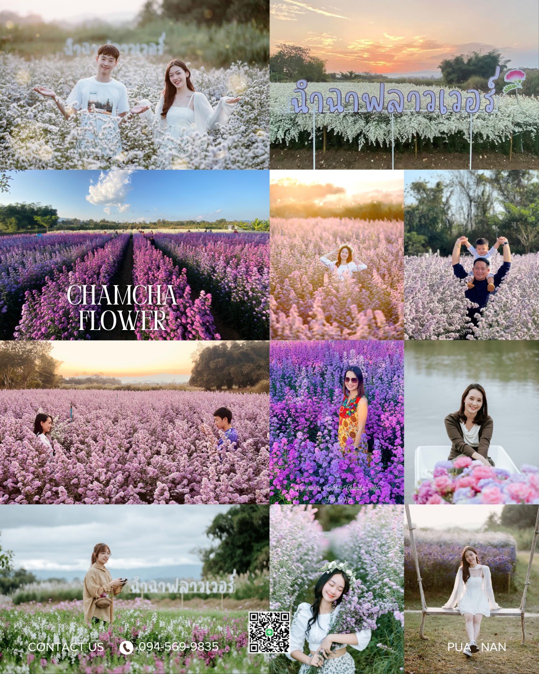 ฉำฉา ฟลาวเวอร์